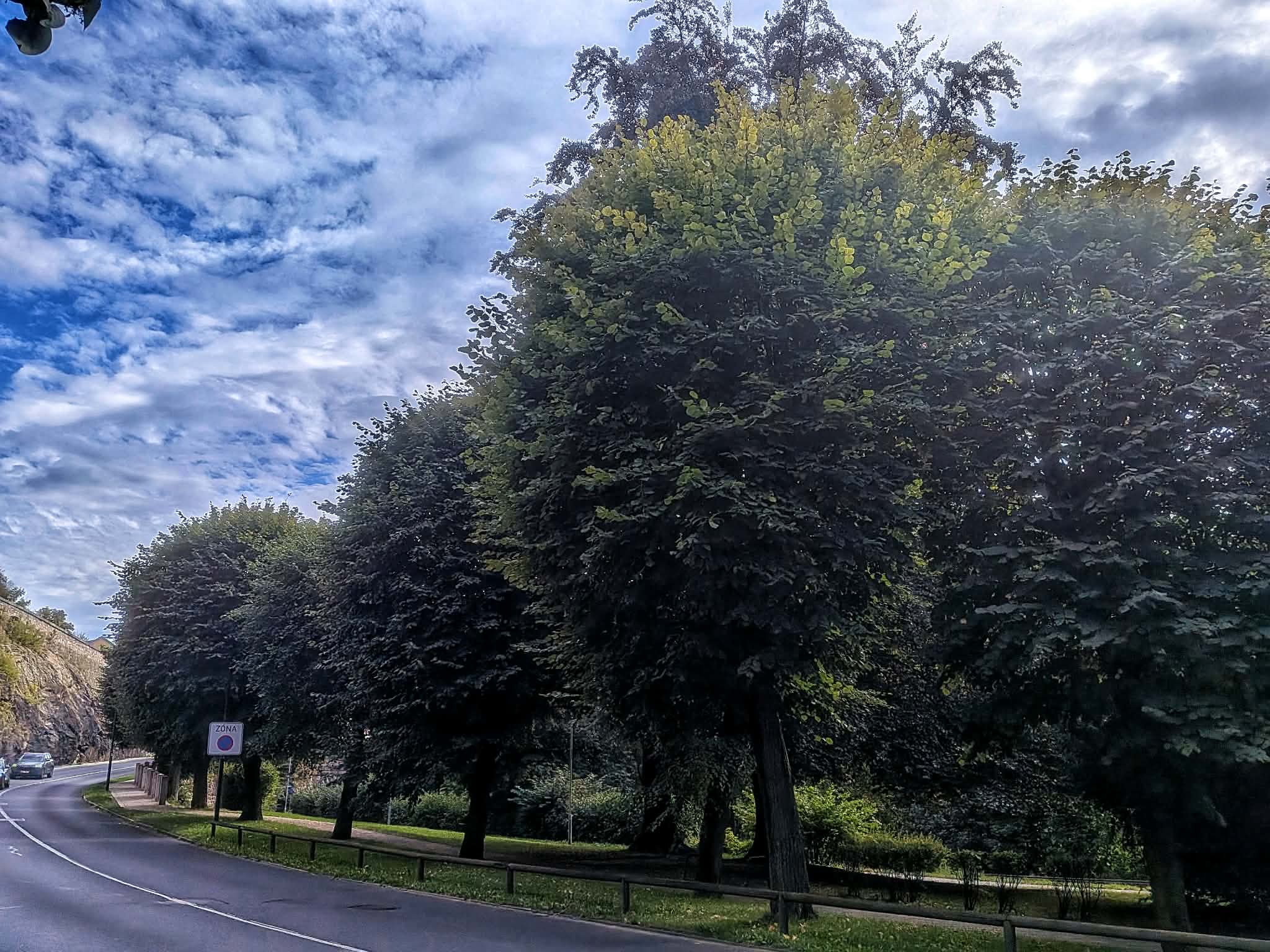 Unikátní obnova korun lipové aleji v Nádražní ulici